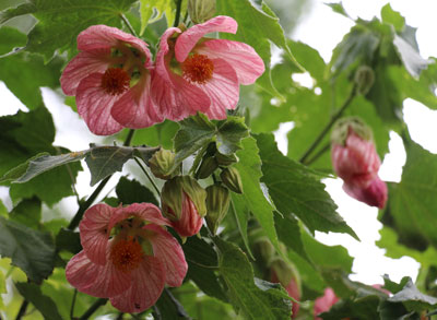 Garden flower