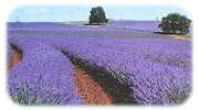 Bridestowe Estate Lavender Farm 